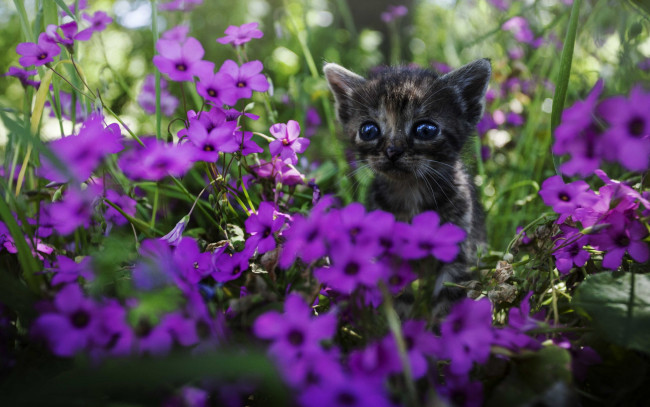 Обои картинки фото животные, коты, котенок, цветы