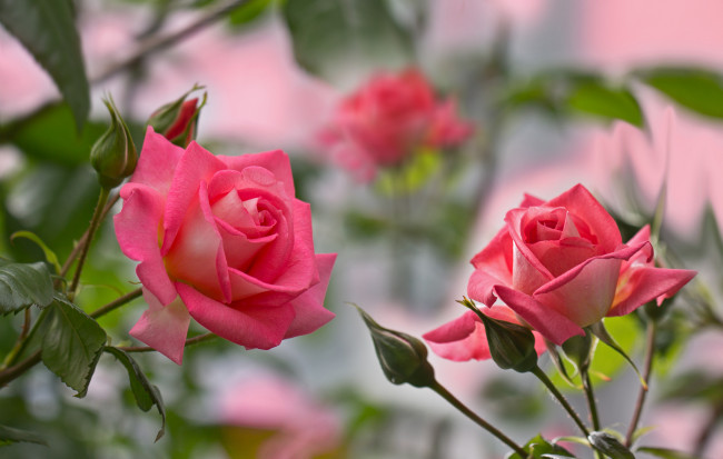 Обои картинки фото цветы, розы, leaves, petals, blossoms, bud, rose, цветение, листья, лепестки, бутон, роза