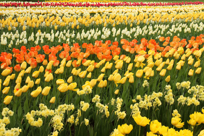 Обои картинки фото цветы, разные вместе, нарциссы, белые, тюльпаны, цветение, лепестки, оранжевые, желтые