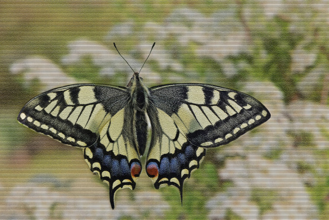 Обои картинки фото разное, компьютерный дизайн, butterfly, расцветка, яркость, бабочка, colors, brightness