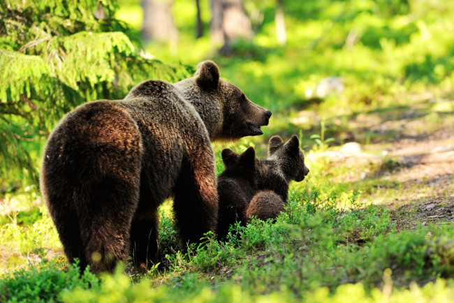 Обои картинки фото животные, медведи, медведь, детеныш, лес
