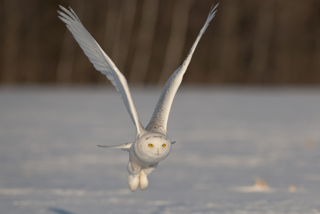 Обои картинки фото животные, совы, полярная, сова, полёт, крылья, взмах
