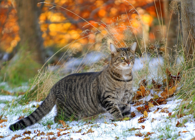Обои картинки фото животные, коты, кошка, трава, листья, снег