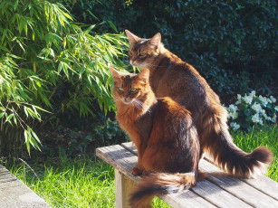 Картинка животные коты пара кошки коте фон друзья