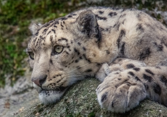 Картинка snow+leopard животные снежный+барс+ ирбис