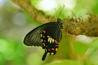 Картинка животные бабочки +мотыльки +моли бабочка макро крылья