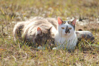 Картинка животные коты коте кошки пара друзья фон