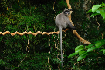 Картинка животные обезьяны лес обезьяна тропики дерево