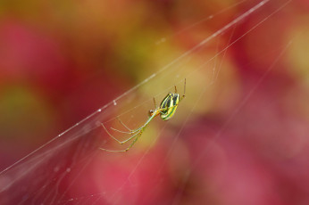Картинка животные пауки паук фон макро красный