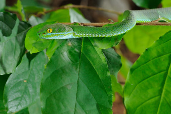 Картинка животные змеи +питоны +кобры змея листья