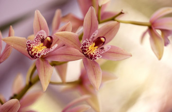 Картинка цветы орхидеи лепестки ветка орхидея