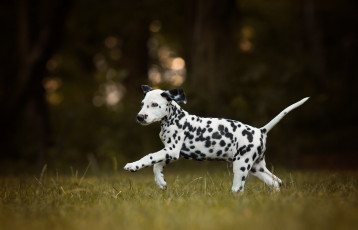 Картинка животные собаки далматин собака щенок прогулка боке