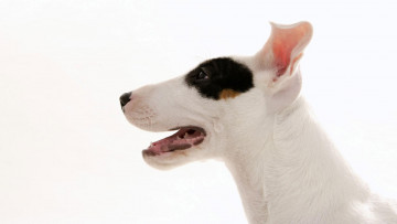 Картинка животные собаки профиль пес щенок собака