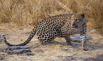 Картинка leopard животные леопарды кошка