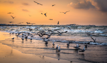 Картинка животные Чайки +бакланы +крачки пляж птицы