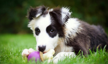 Картинка животные собаки бордер-колли игрушка щенок собака