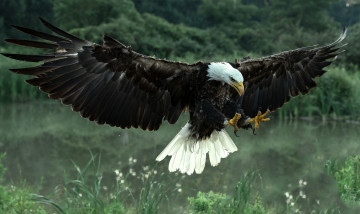 Картинка животные птицы+-+хищники белоголовый орлан ястреб птица хищник крылья