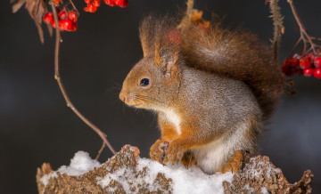 Картинка животные белки рябина снег ветки ягоды белка рыжая пенёк