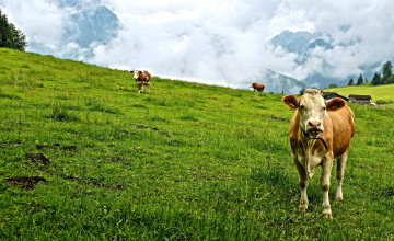 Картинка животные коровы +буйволы луг домики трава утро