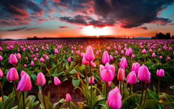 Картинка цветы тюльпаны поле небо закат