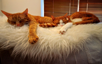 Картинка животные коты cats tabbies orange sleeping buddies