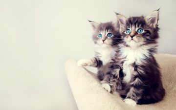Картинка животные коты диван пара котята