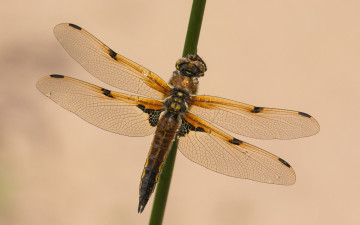 Картинка животные стрекозы макро крылья насекомое стрекоза