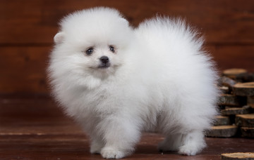 Картинка животные собаки белый пушистый щенок милый шпиц