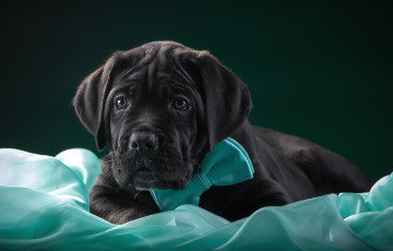 Картинка животные собаки кане-корсо щенок ткань галстук бабочка