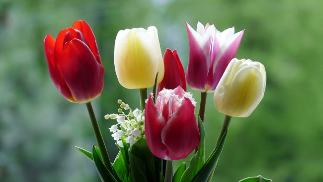Обои картинки фото цветы, тюльпаны, макро, природа
