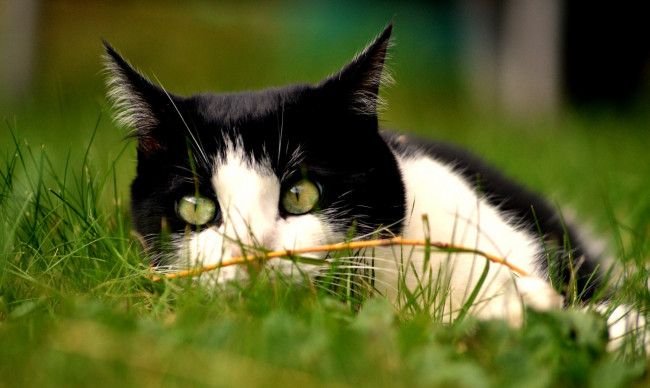 Обои картинки фото животные, коты, кошка, коте, киса, трава, луг, ушки, взгляд, усы