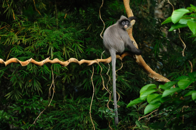 Обои картинки фото животные, обезьяны, лес, обезьяна, тропики, дерево