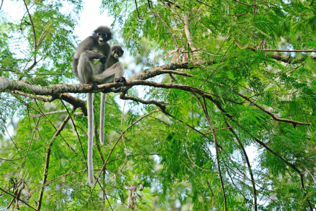 Обои картинки фото животные, обезьяны, дерево