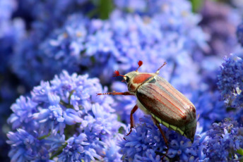 Картинка животные насекомые природа дача майский жук весна цветение