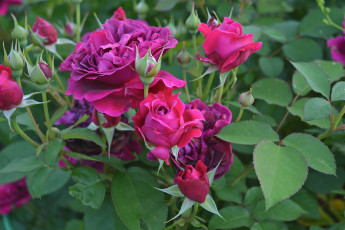 Картинка цветы розы blossoms цветение leaves petals листья лепестки bud rose бутон роза