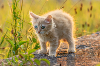 Картинка животные коты котёнок малыш рыжий