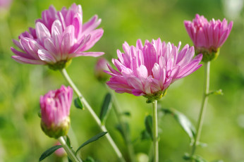 Картинка цветы хризантемы дача красота многолетники природа растения розовый цвет флора