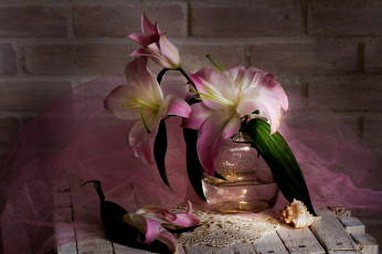 Картинка цветы лилии +лилейники цветок утро натюрморт