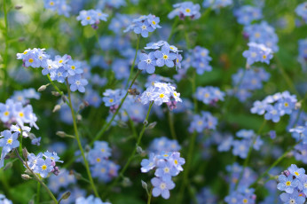 Картинка цветы незабудки природа нежность флора растения макро красота голубой цвет