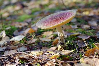 Картинка природа грибы +мухомор осень октябрь мох прогулка растения несъедобные мухомор лес