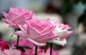 Картинка цветы розы бутоны лепестки боке
