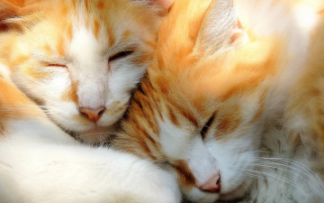 Картинка животные коты двое отдых