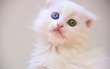 Картинка животные коты котенок белый цвет