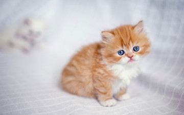 Картинка животные коты котенок рыжий цвет
