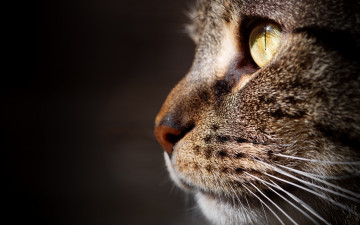 Картинка животные коты морда анфас