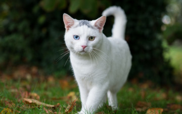 Картинка животные коты растения белый цвет