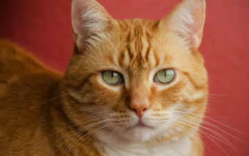 Картинка животные коты рыжий цвет взгляд