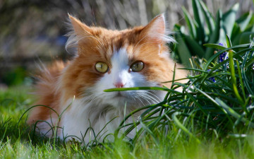 Картинка животные коты взгляд растения