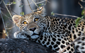 Картинка животные леопарды отдых растения взгляд