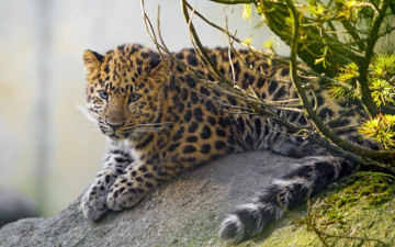 Картинка животные леопарды взгляд растения